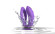 Фиолетовый вибратор для пар We-Vibe Sync O Фиолетовый вибратор для пар We-Vibe Sync O